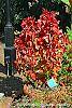 Acalypha wilkesiana 'Beyond Paradise' habit