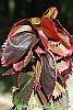 Acalypha wilkesiana 'Fire Dragon' leaves