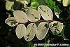 Breynia disticha 'Key West' leaves
