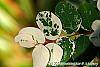 Breynia disticha 'Key West' leaves