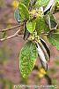 Croton alabamensis leaves