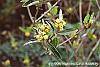 Croton alabamensis flowers