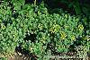 Euphorbia cyparissius habit
