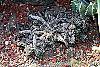 Euphorbia decaryi habit