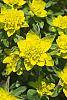 Euphorbia epithymoides