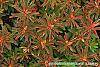 Euphorbia polychroma 'Bonfire' leaves