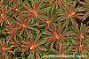 Euphorbia polychroma 'Bonfire' leaves