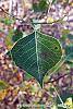 Triadica sebifera leaves