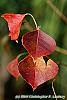 Triadica sebifera fall color