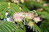 Albizia julibrissin
