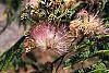 Albizia julibrissin