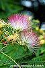 Albizia julibrissin 'Ernest Wilson' flowers