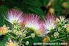 Albizia julibrissin 'Ernest Wilson' flowers