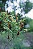 Amorpha fruticosa flowers