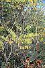 Amorpha fruticosa fall color