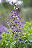 Baptisia australis flowers