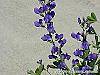 Baptisia australis flowers
