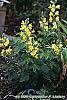 Baptisia sphaerocarpa habit