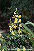Baptisia sphaerocarpa flowers