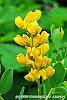 Baptisia sphaerocarpa 'Screamin' Yellow' flowers