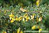 Caragana pygmaea flowers