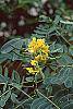Cassia hebecarpa flowers