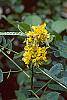 Cassia hebecarpa flowers