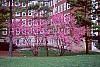 Cercis canadensis habit