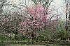 Cercis canadensis habit