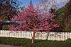 Cercis canadensis habit