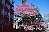 Cercis canadensis habit