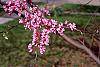 Cercis canadensis flowers