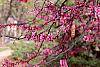 Cercis canadensis flowers