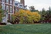 Cercis canadensis fall color