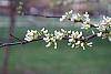 Cercis canadensis 'Alba' flowers