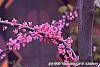 Cercis canadensis 'Appalachian Red' flowers
