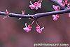 Cercis canadensis 'Appalachian Red' flowers