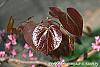 Cercis canadensis 'Forest Pansy' leaves