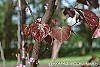 Cercis canadensis 'Forest Pansy' leaves