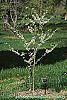 Cercis canadensis 'Royal White' habit