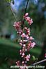 Cercis canadensis 'Tennessee Pink' flowers