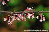 Cercis canadensis 'Tennessee Pink' flowers