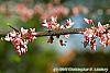 Cercis canadensis 'Tennessee Pink' flowers