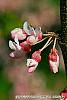 Cercis canadensis 'Tennessee Pink' flowers