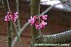 Cercis mexicana flowers