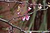 Cercis mexicana flowers