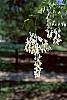 Cladrastis lutea flowers