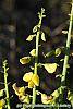 Crotalaria spectabilis flowers