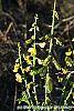 Crotalaria spectabilis flowers