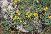 Cytisus decumbens habit